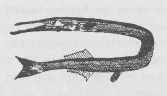Desnerck (1974, fig. 008)
