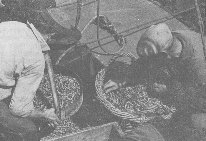 Desnerck (1974, fig. 051)
