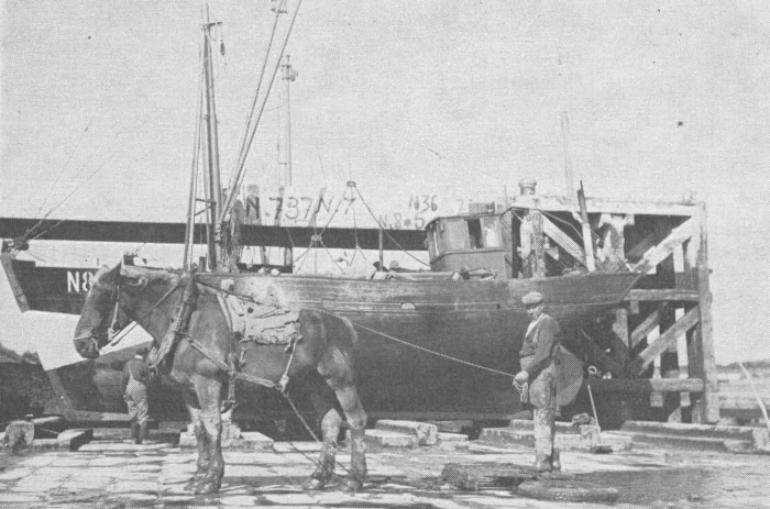 Desnerck (1974, fig. 068)