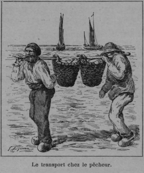 Auguin (1898, fig. 11)