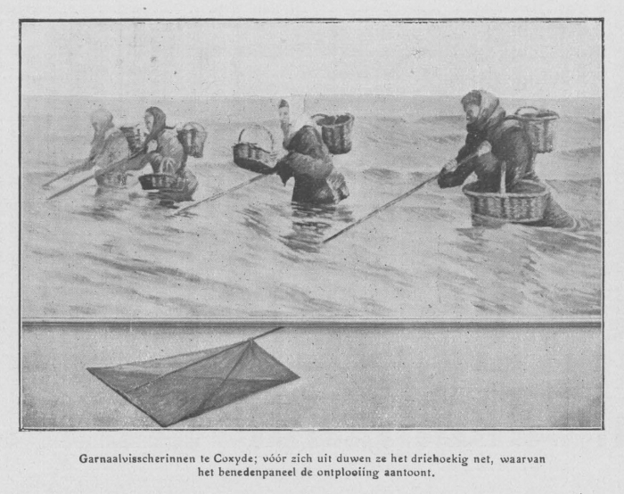 Loontiens (1930, fig. 3)