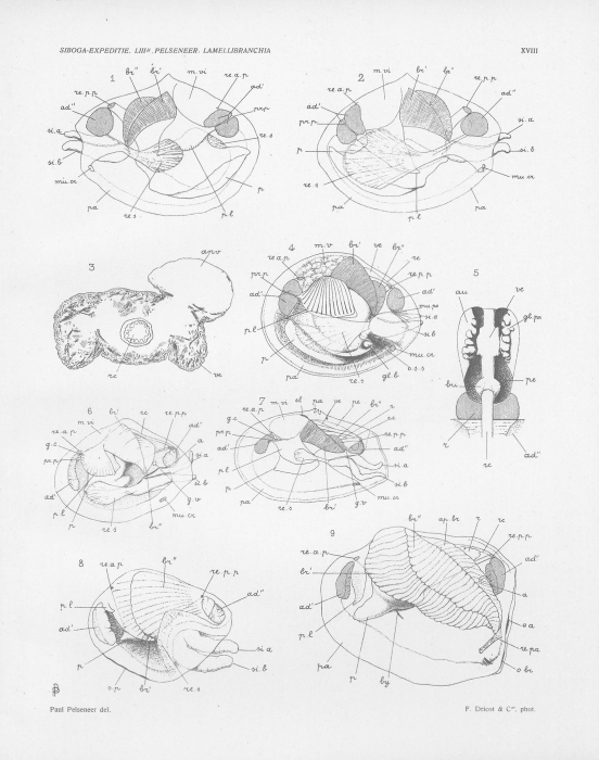 Pelseneer (1911, pl. 18) 