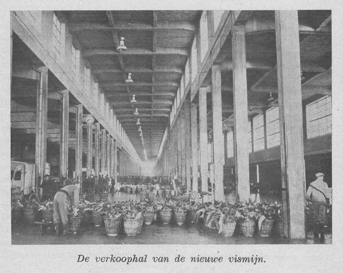 Vroome (1957, fig. 14)