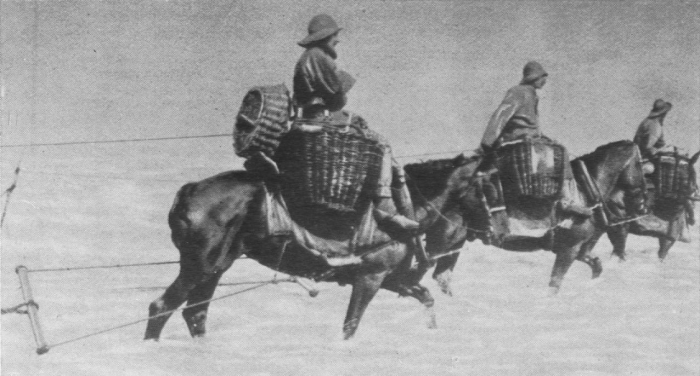 Verbrugghe (1932, fig. 20)