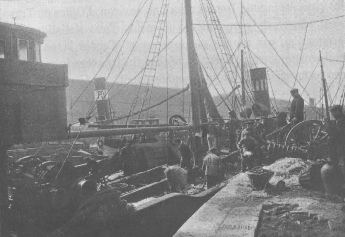 De Zuttere (1909, fig. 03)