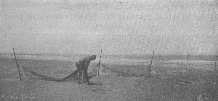 De Zuttere (1909, fig. 32)