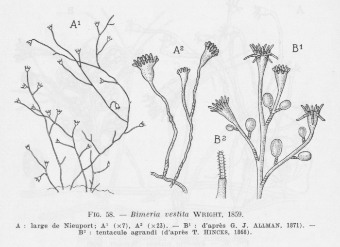 Leloup (1952, fig. 58)