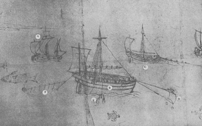 Desnerck (1976, fig. 050)