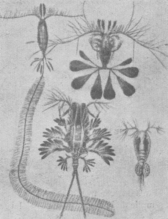 Verbrugghe (1923, fig. 09)