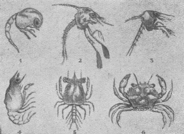 Verbrugghe (1923, fig. 10)