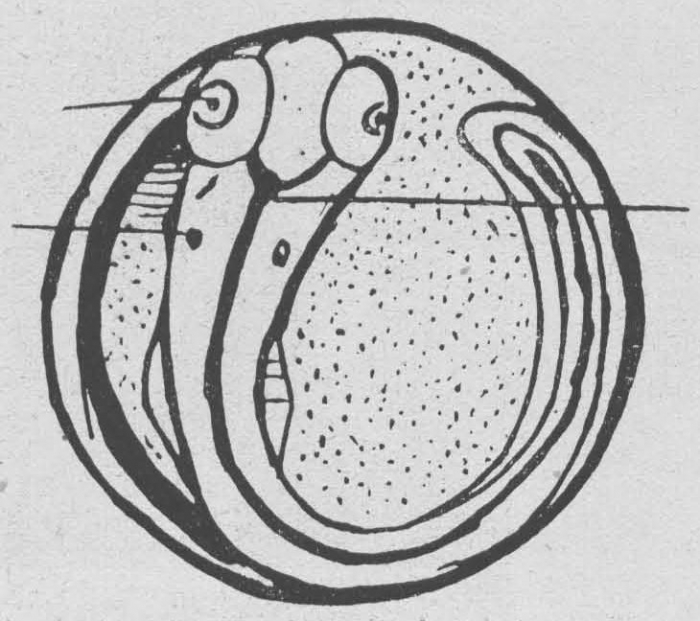 Verbrugghe (1923, fig. 11)