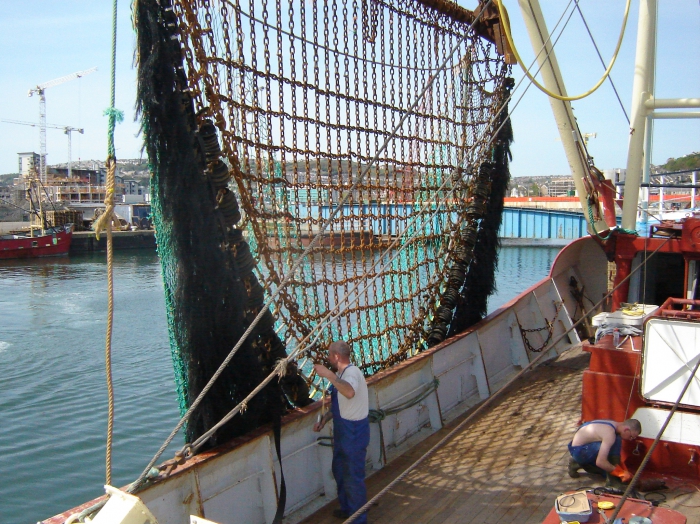 Boomkornet met steennet