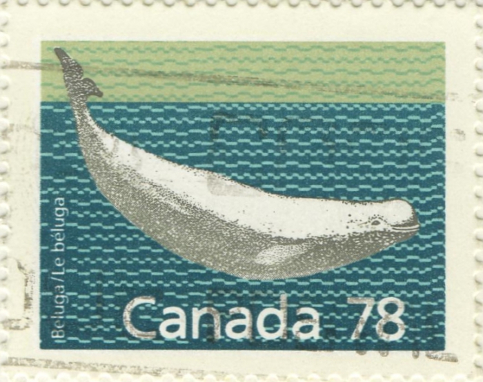 Delphinapterus leucas