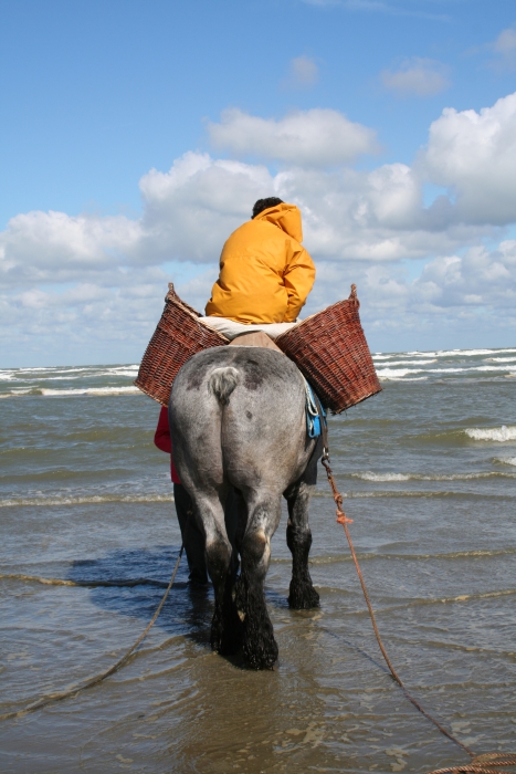 Garnaalvissers te paard