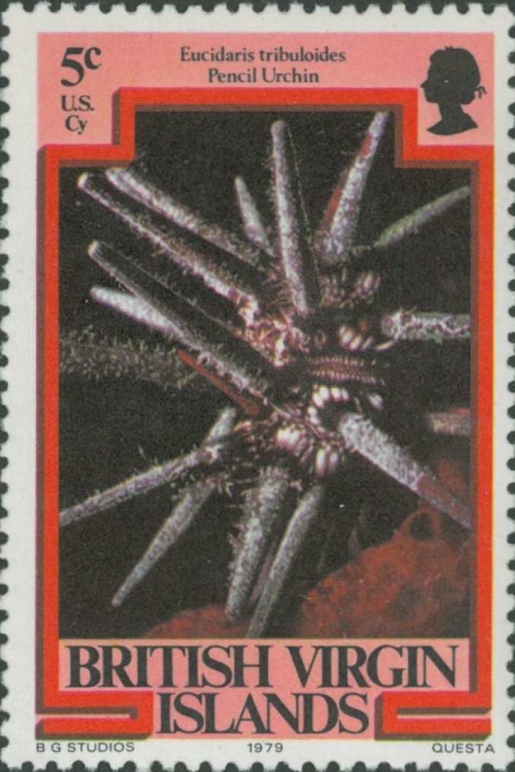 Eucidaris tribuloides