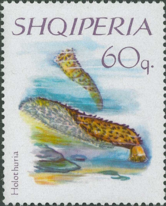 Holothuria sp.