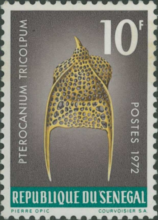 Pterocanium tricolpum