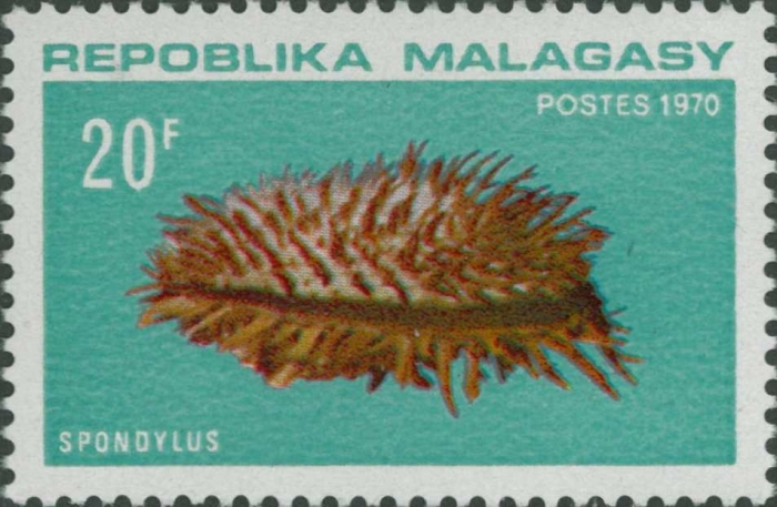 Spondylus sp.