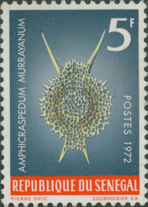 Amphicraspedum murrayanum