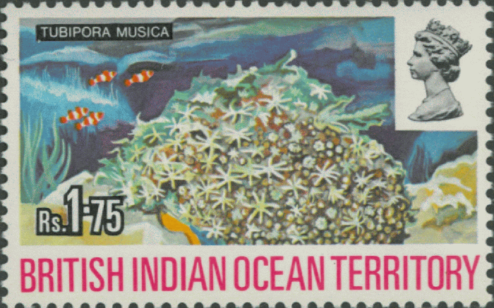 Tubipora musica