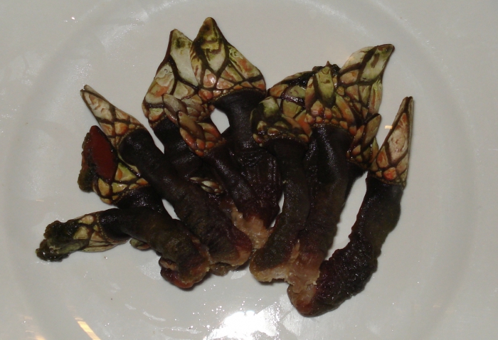 Eendemossel - Pollicipes elegans