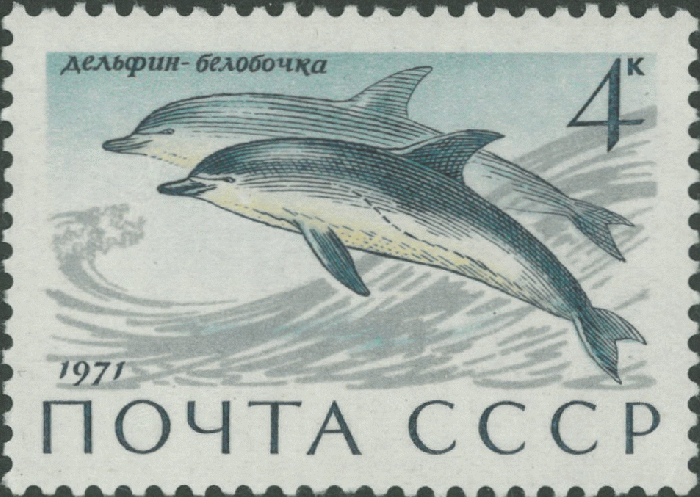 Delphinus delphis