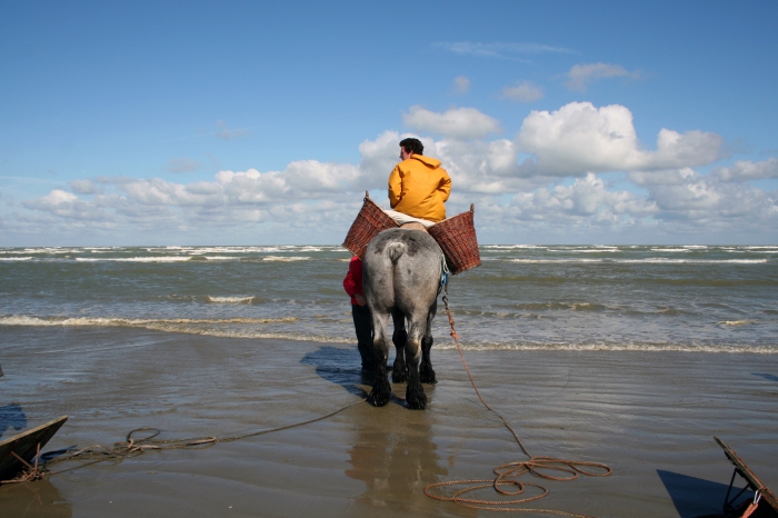 Garnaalvisser te paard