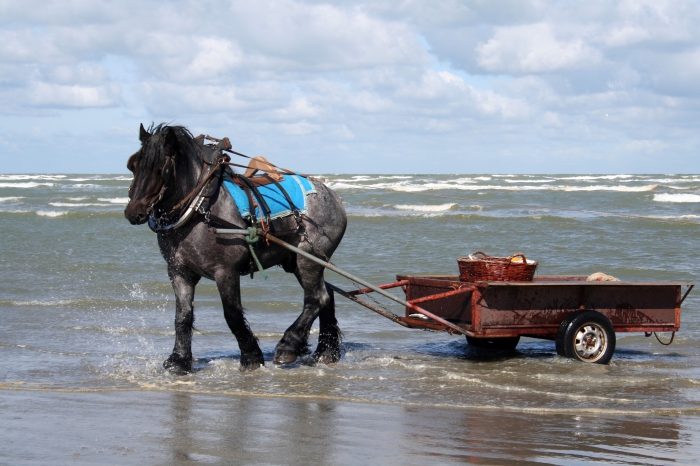 Paard van garnaalvisser Paard van garnaalvisser