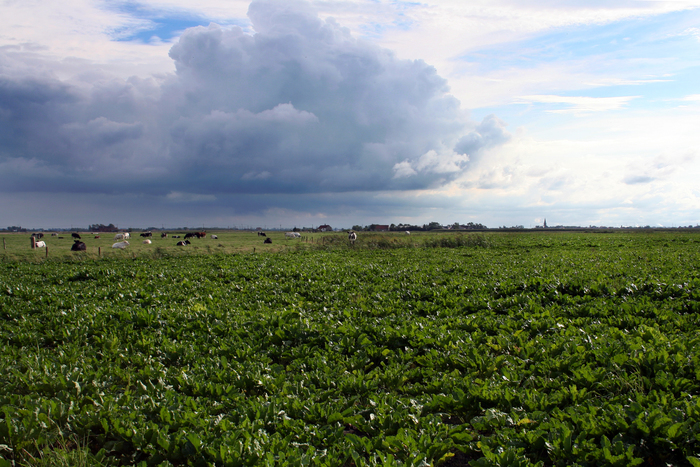 Polderlandschap Polderlandschap