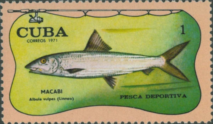 Albula vulpes