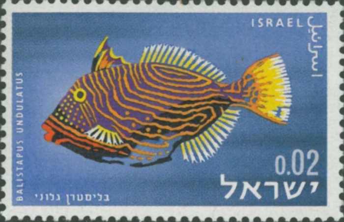 Balistapus undulatus
