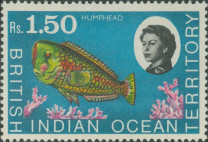 Bolbometopon muricatum
