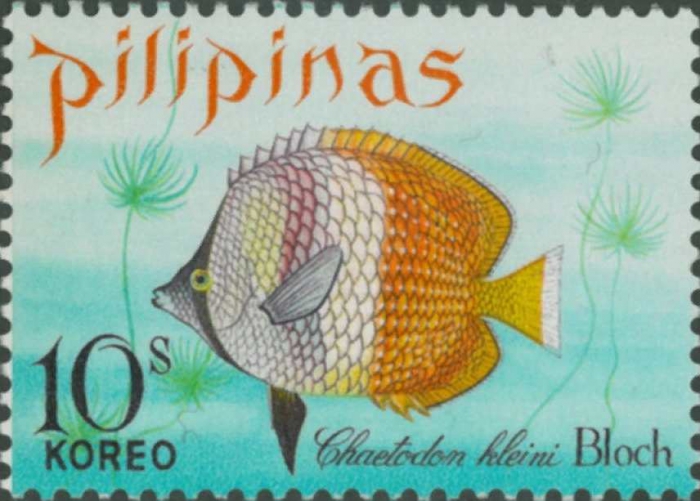 Chaetodon kleinii