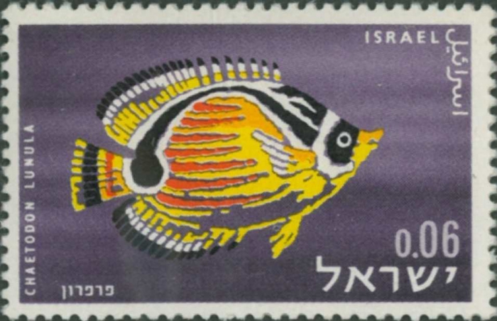 Chaetodon lunula