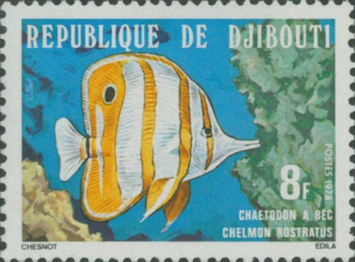 Chelmon rostratus