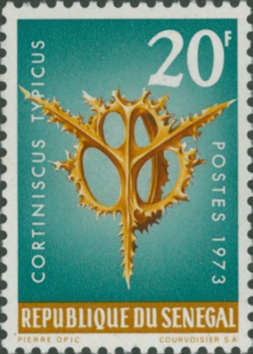Cortiniscus typicus