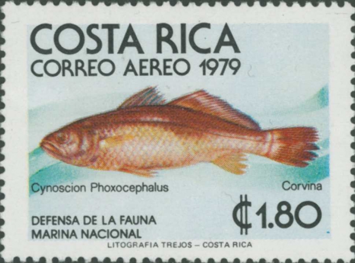 Cynoscion phoxocephalus
