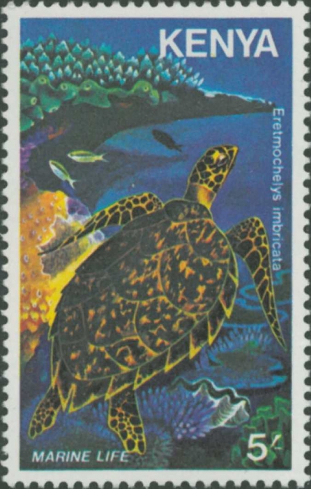 Eretmochelys imbricata