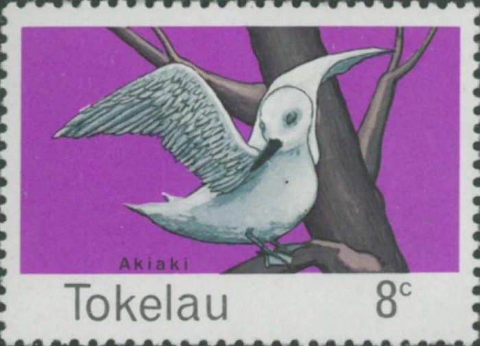 Gygis alba