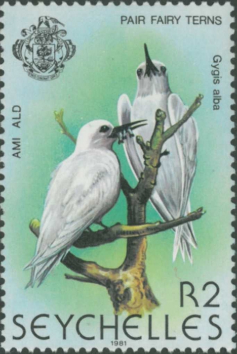 Gygis alba
