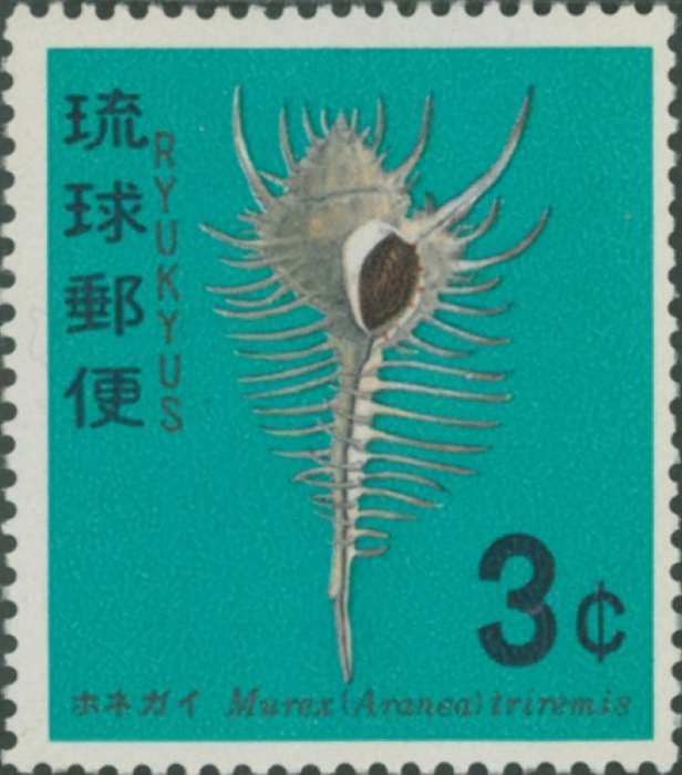 Murex pecten