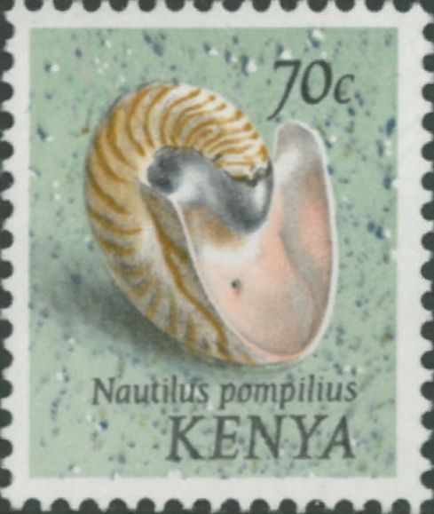Nautilus pompilius