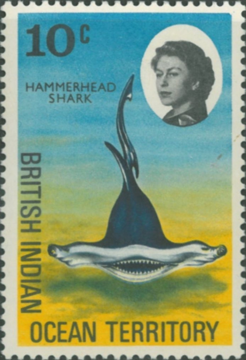 Sphyrnidae sp.