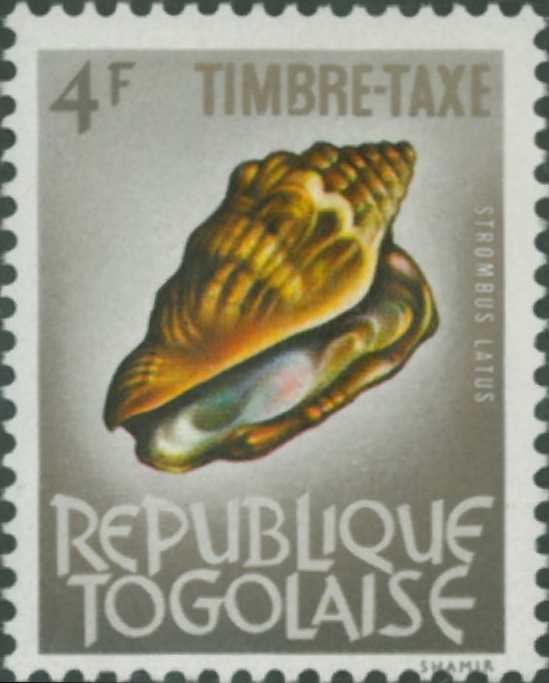 Strombus latus