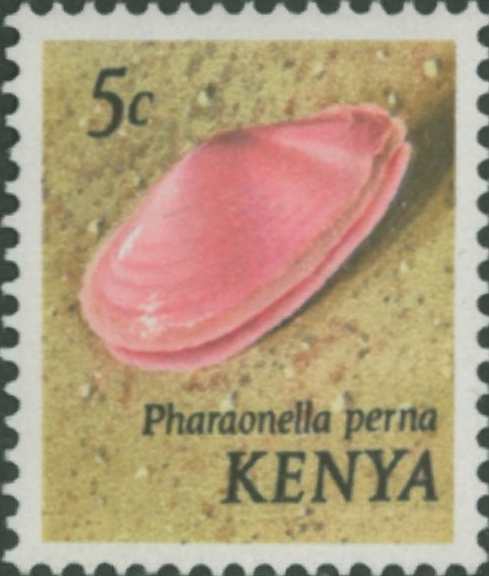 Tellina perna