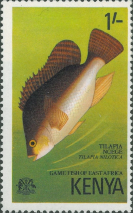 Tilapia nilotica