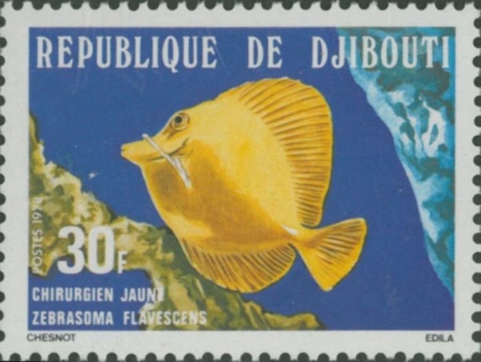 Zebrasoma flavescens