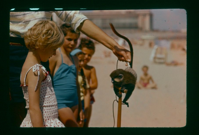 Aapjes op dijk (anno 70s)