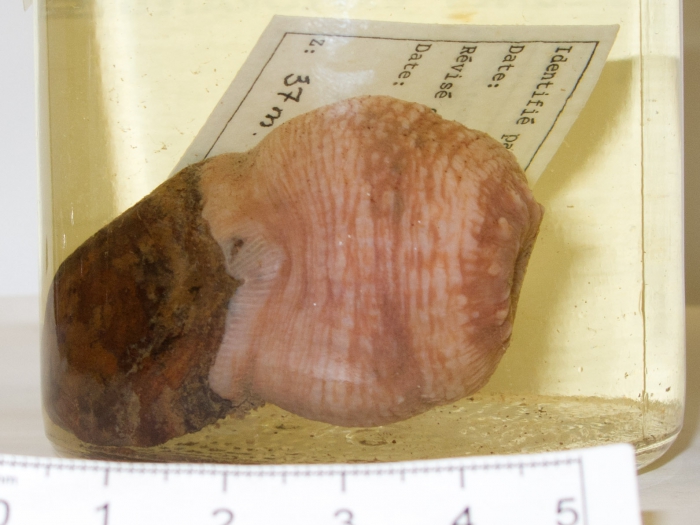 Actinauge verrillii - anemone on stone