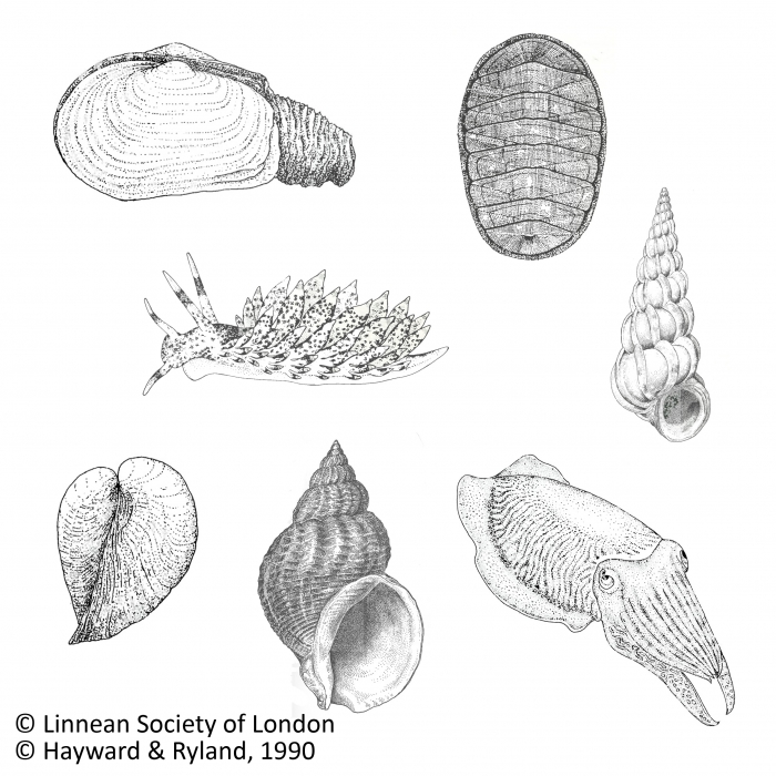 Mollusca Mollusca